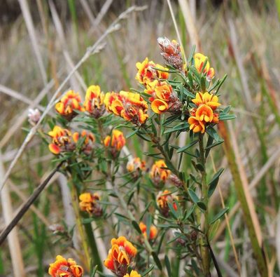 Pultenaea dentata, photographed by Cathy Powers