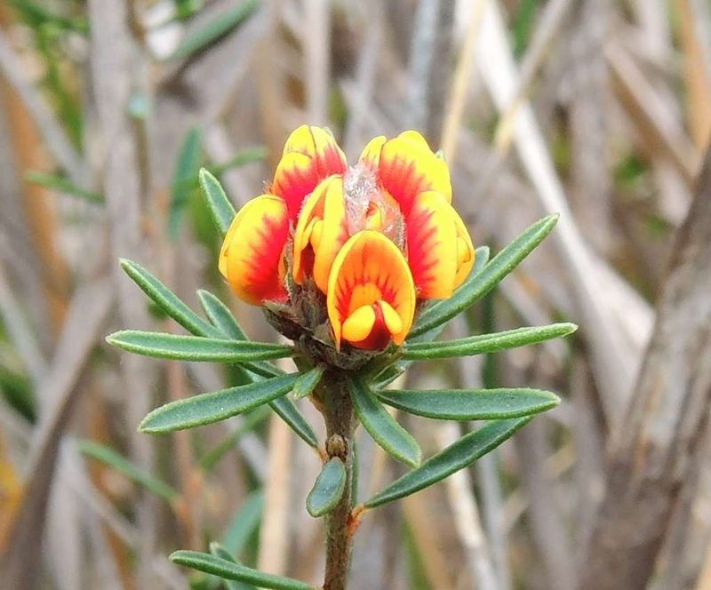 Pultenaea dentata, photographed by Cathy Powers