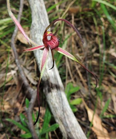 Caladenia concolor, photographed by Cathy Powers