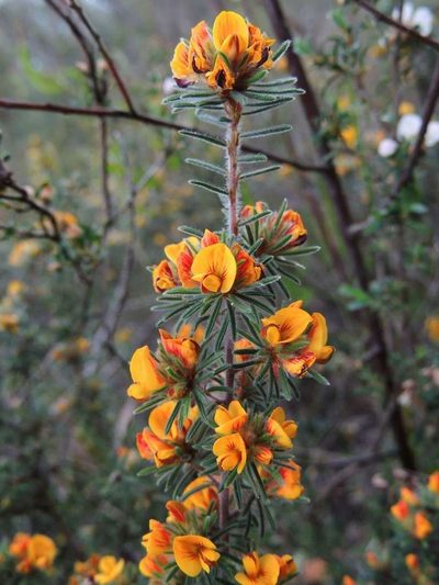 Pultenaea daltonii, photographed by Cathy Powers