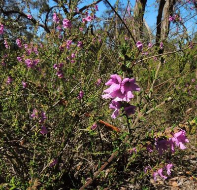 Prostanthera decussata, photographed by Cathy Powers