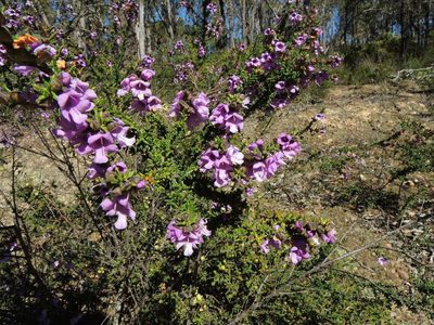 Prostanthera decussata, photographed by Cathy Powers