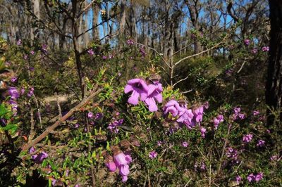 Prostanthera decussata, photographed by Cathy Powers