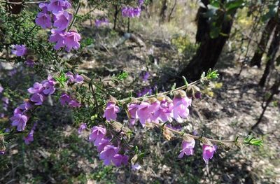 Prostanthera decussata, photographed by Cathy Powers