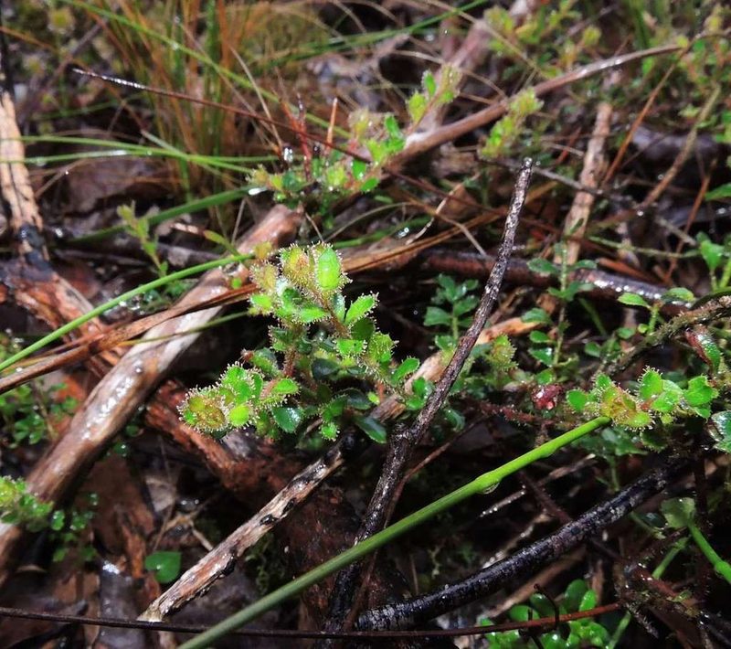 Tetratheca labillardierei, photographed by Cathy Powers