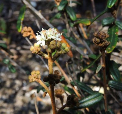 Astrotricha ledifolia, photographed by Cathy Powers