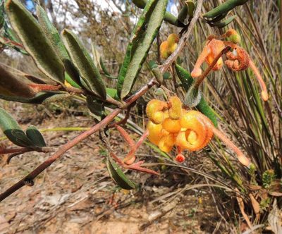Grevillea chrysophaea, photographed by Cathy Powers