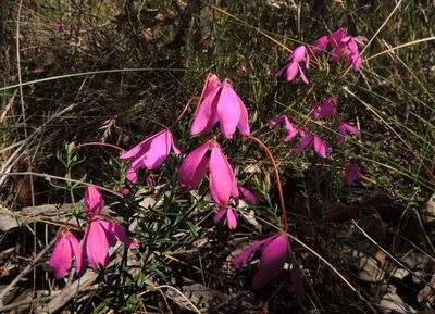Tetratheca bauerifolia, photographed by Cathy Powers