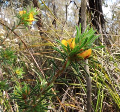 Pultenaea daltonii, photographed by Cathy Powers