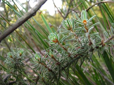 Pultenaea daltonii, photographed by Cathy Powers