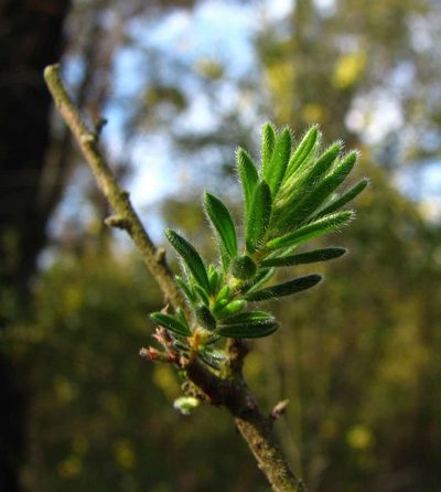 Pultenaea daltonii, photographed by Cathy Powers