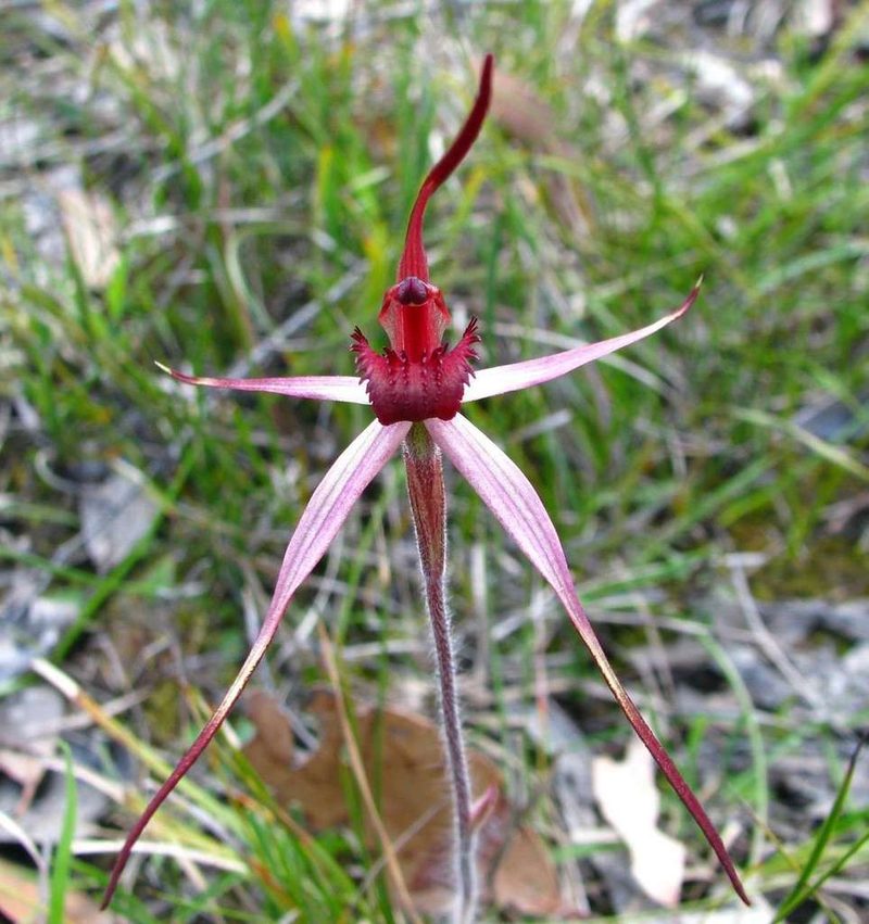 Caladenia concolor, photographed by Cathy Powers