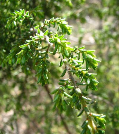 Pultenaea graveolens, photographed by Cathy Powers