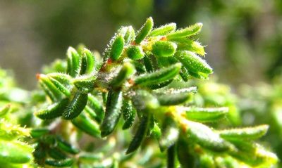 Pultenaea graveolens, photographed by Cathy Powers
