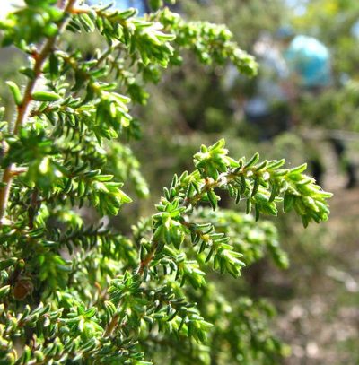 Pultenaea graveolens, photographed by Cathy Powers