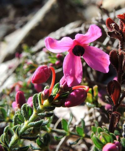 Tetratheca bauerifolia, photographed by Cathy Powers