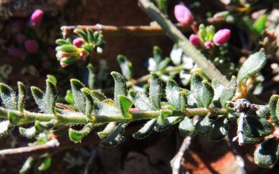 Tetratheca bauerifolia, photographed by Cathy Powers