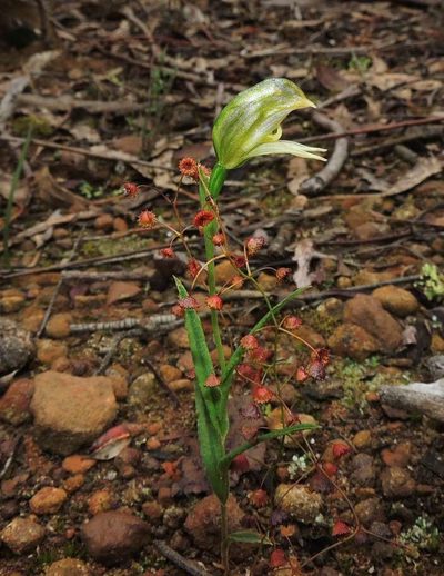 Pterostylis smaragdyna, photographed by Cathy Powers