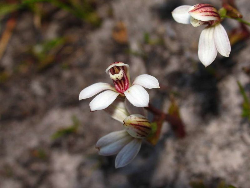 Burnettia cuneata, photographed by Cathy Powers