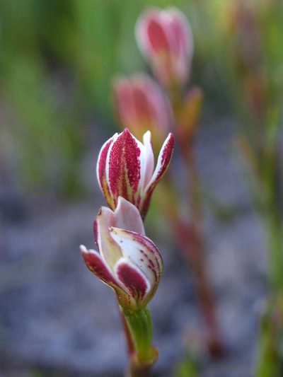 Burnettia cuneata, photographed by Cathy Powers