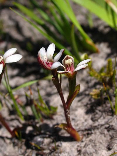 Burnettia cuneata, photographed by Cathy Powers
