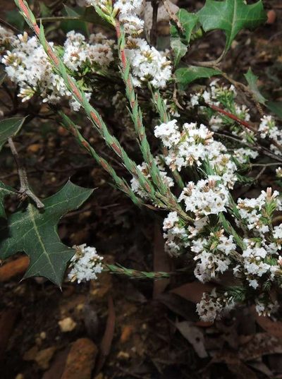 Leucopogon glacialis, photographed by Cathy Powers