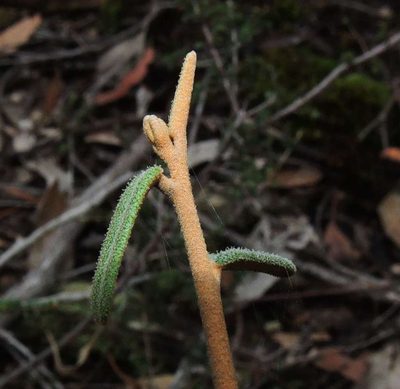 Astrotricha ledifolia, photographed by Cathy Powers