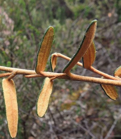 Astrotricha ledifolia, photographed by Cathy Powers