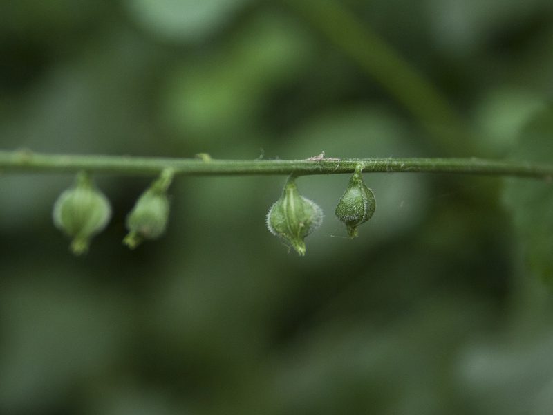 Priva cordifolia, photographed by Siddarth Machado