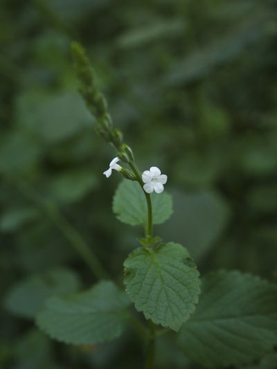 Priva cordifolia, photographed by Siddarth Machado