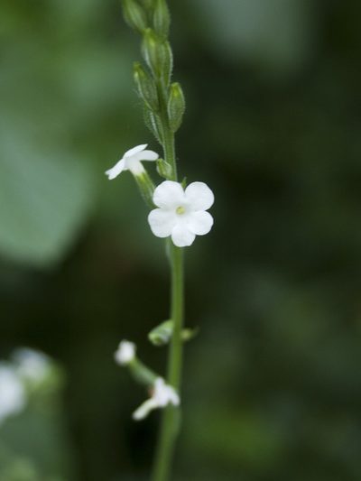 Priva cordifolia, photographed by Siddarth Machado
