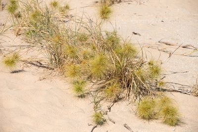 Spinifex longifolius, photographed by Kym Nicolson