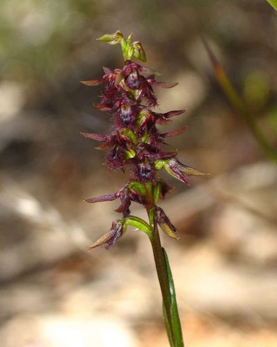 Genoplesium morrisii, photographed by Cathy Powers
