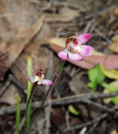 Caladenia pusilla, photographed by Cathy Powers