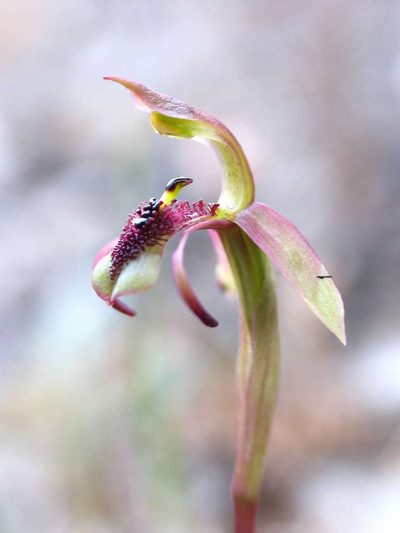 Chiloglottis curviclavia, photographed by Cathy Powers