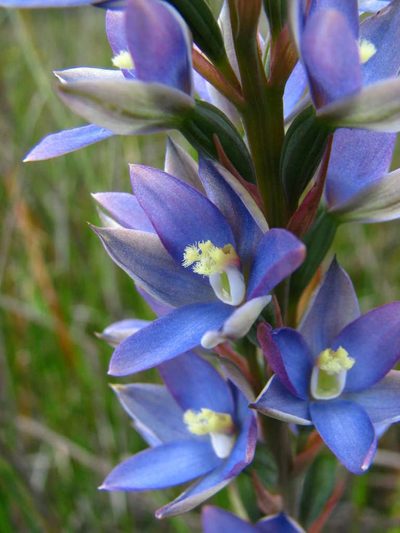Thelymitra circumsepta, photographed by Cathy Powers
