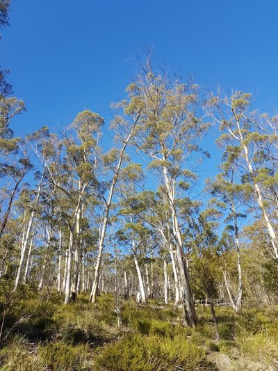 Eucalyptus pulchella, photographed by Yoav Daniel Bar-Ness