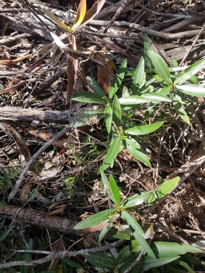 Olearia viscosa, photographed by Yoav Daniel Bar-Ness