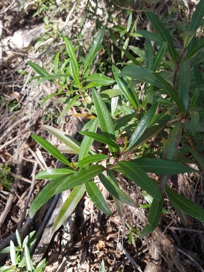 Olearia viscosa, photographed by Yoav Daniel Bar-Ness