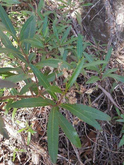 Olearia viscosa, photographed by Yoav Daniel Bar-Ness