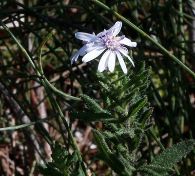 Olearia paucidentata, photographed by Margaret Langley