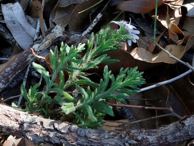 Olearia paucidentata, photographed by Margaret Langley