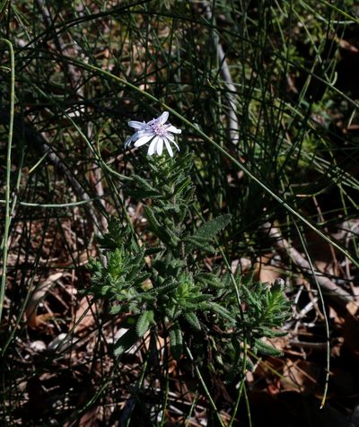 Olearia paucidentata, photographed by Margaret Langley