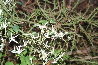 Clematis pubescens, photographed by Em Lamond
