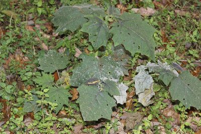 Solanum myriacanthum, photographed by Juan Cruzado Cortés