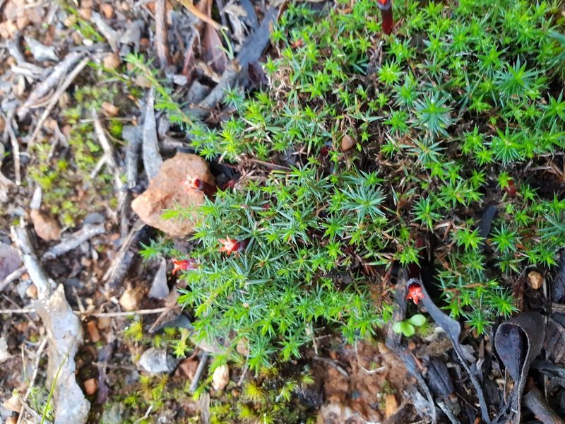 Styphelia discolor, photographed by Em Lamond