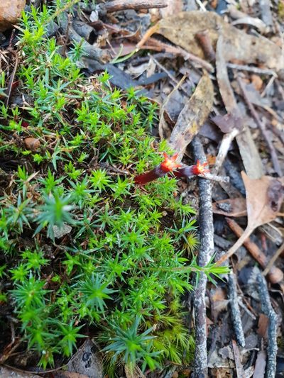 Styphelia discolor, photographed by Em Lamond