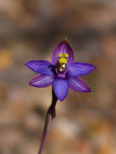 Thelymitra matthewsii, photographed by Cathy Powers
