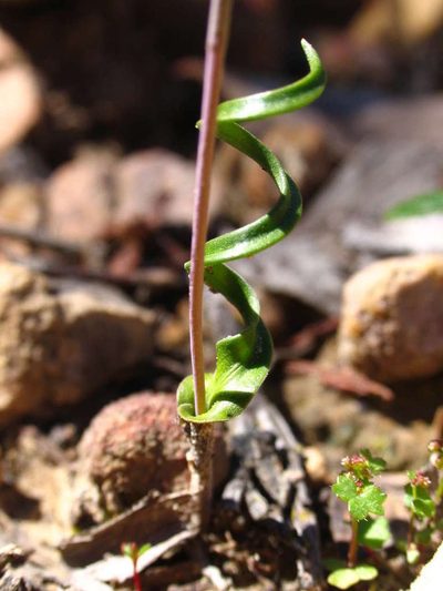 Thelymitra matthewsii, photographed by Cathy Powers