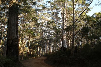 Eucalyptus diversicolor, photographed by Em Lamond